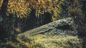 Un paesaggio naturale con un pendio erboso e fitta vegetazione.
