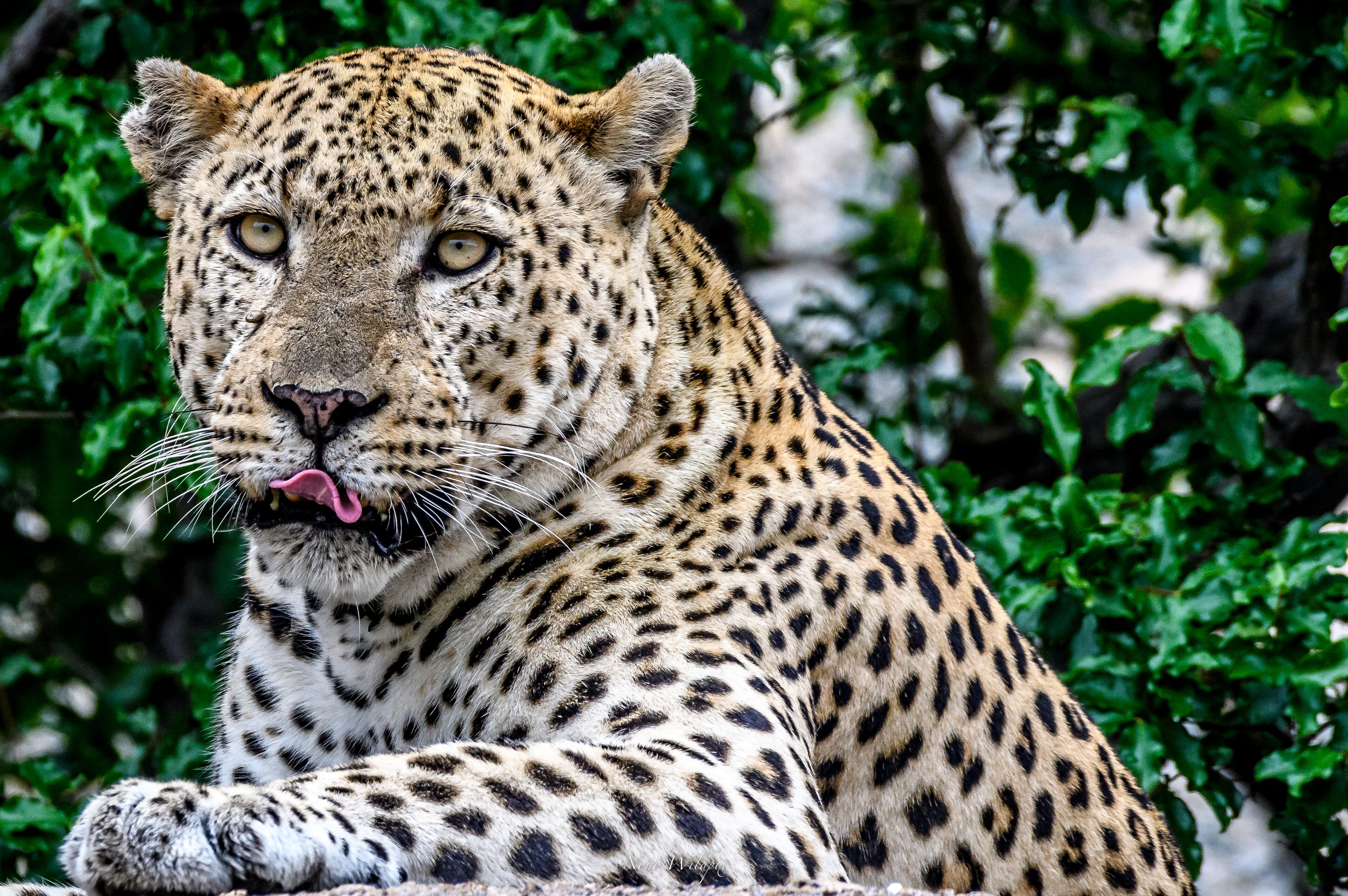A leopard with a spotted coat, sitting in a natural setting with green foliage in the background.