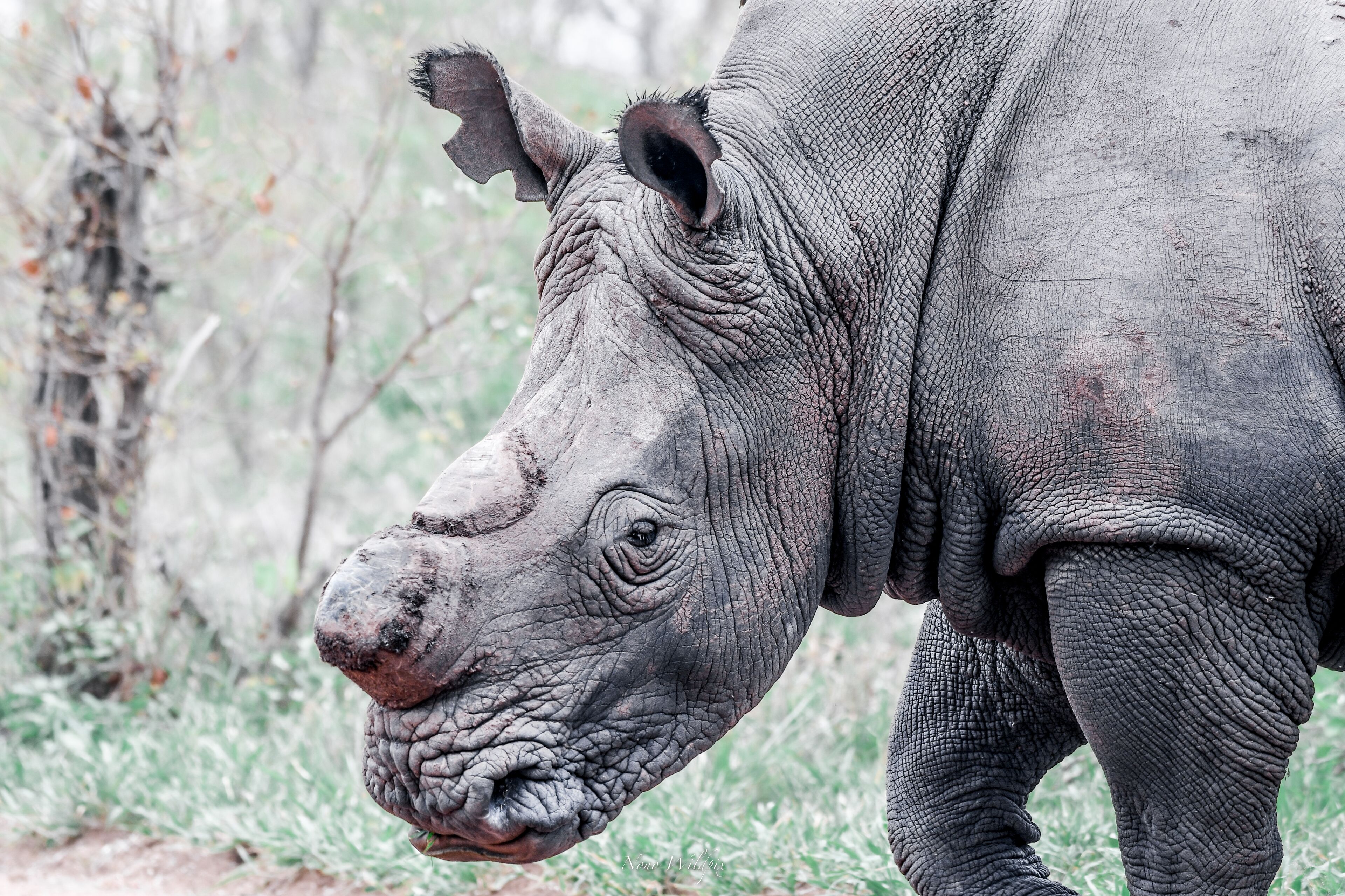 Gros plan sur la tête d’un rhinocéros et une partie de son corps.