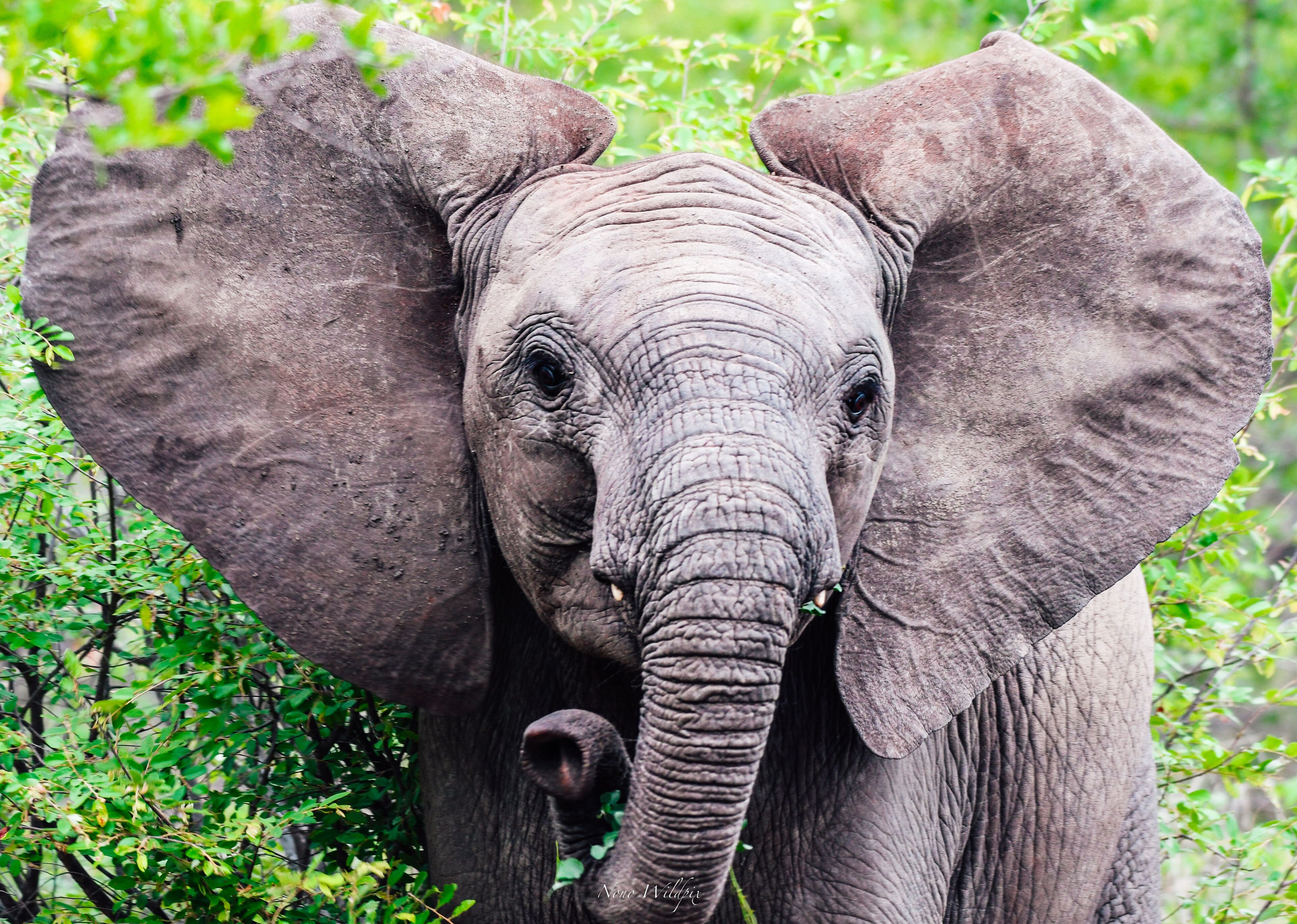 A close-up of an elephant's face with large ears and tusks, surrounded by greenery.