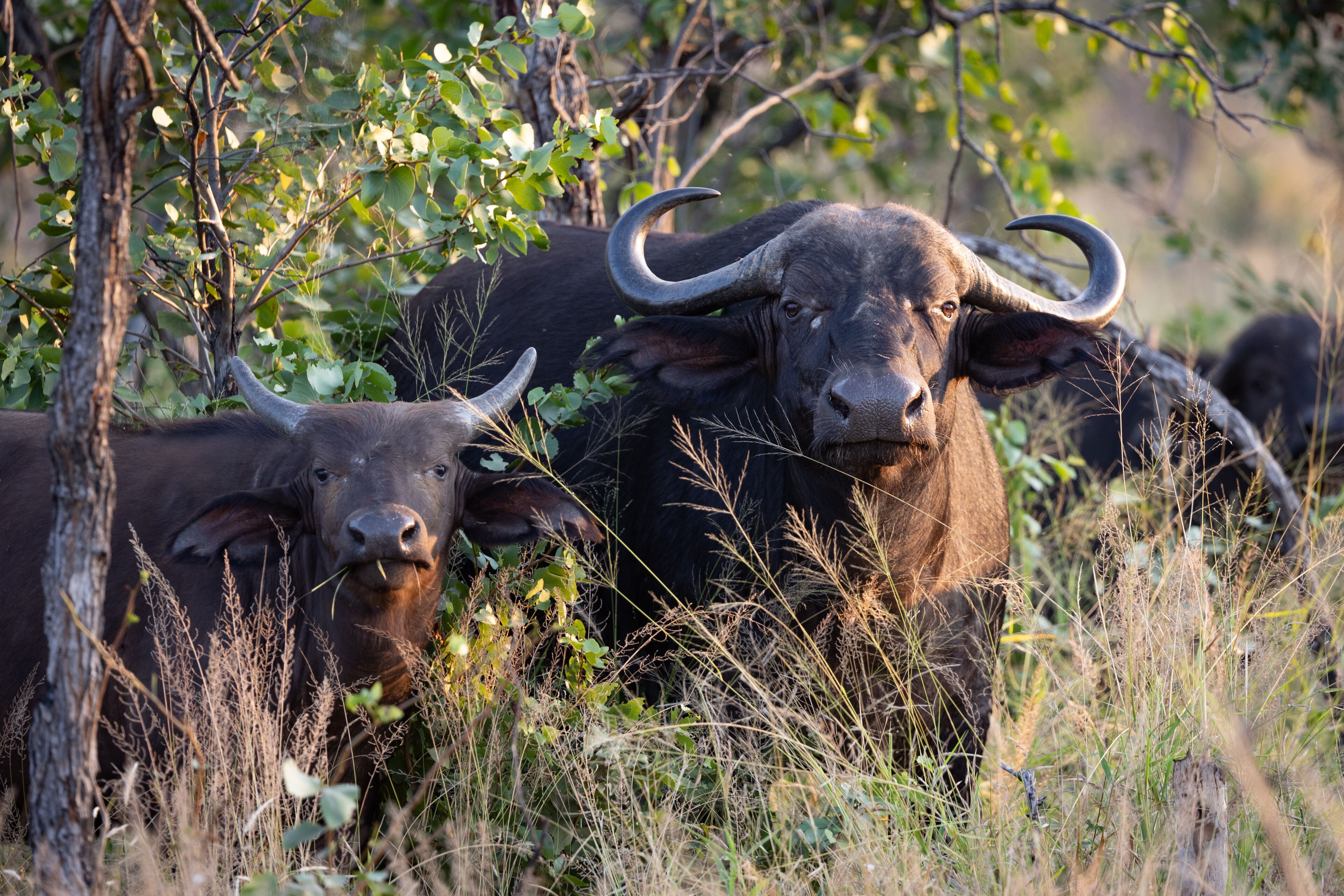 Two buffalo in a natural setting with trees and grass.