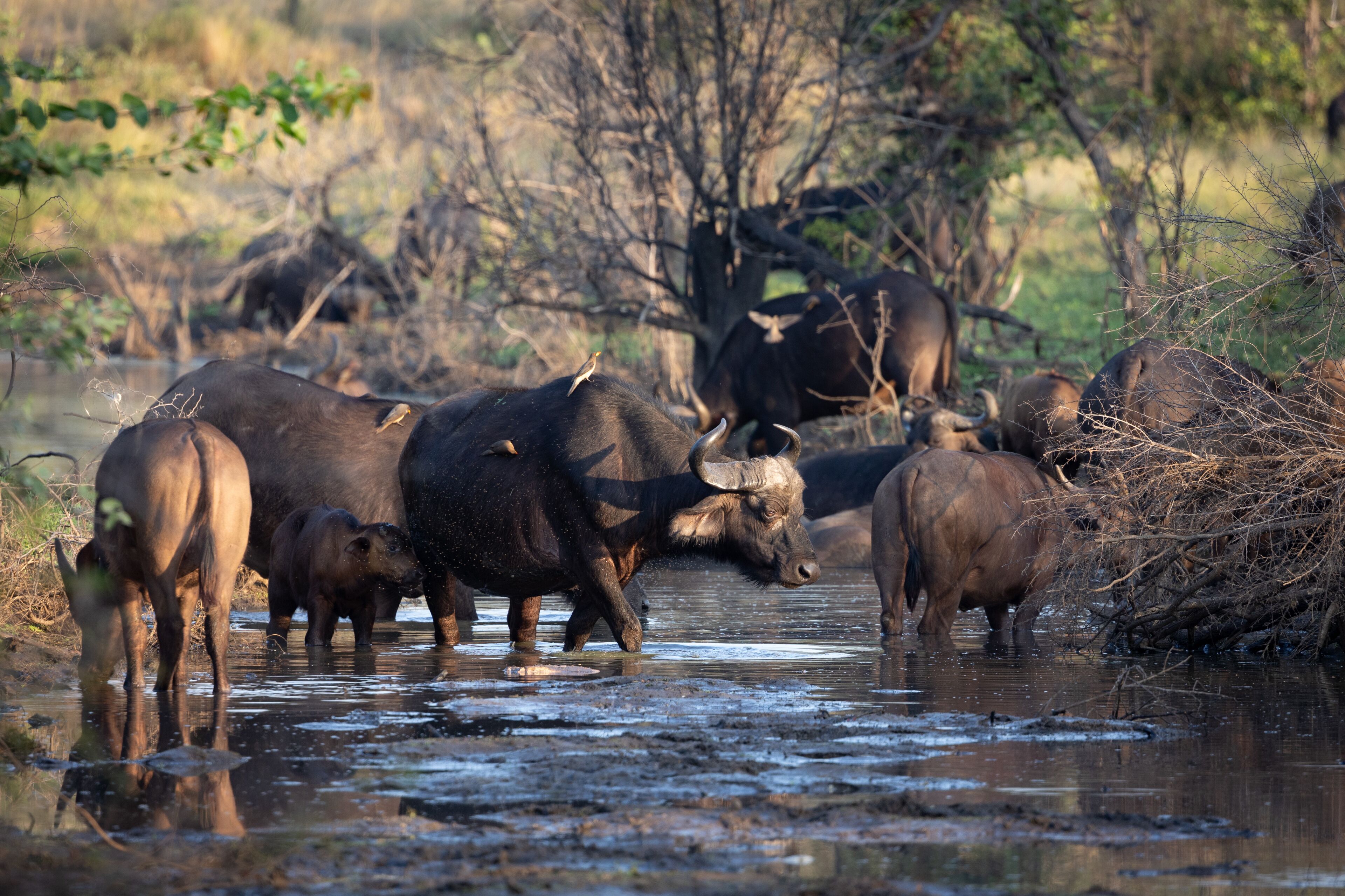 Un groupe d’éléphants et un buffle près d’une étendue d’eau, entourés d’arbres et de végétation.