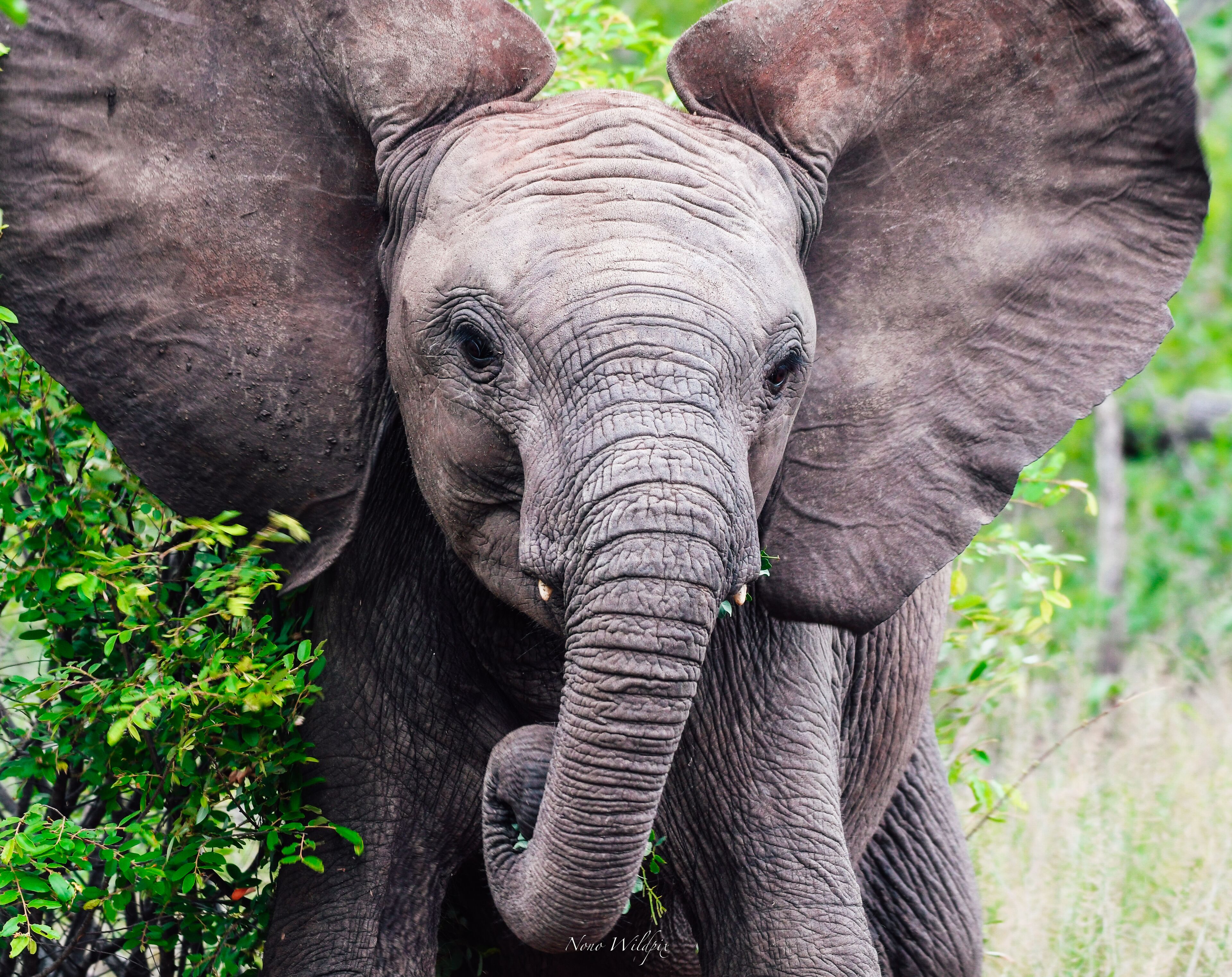 Primer plano del rostro de un elefante, con orejas grandes y colmillos prominentes, rodeado de follaje.