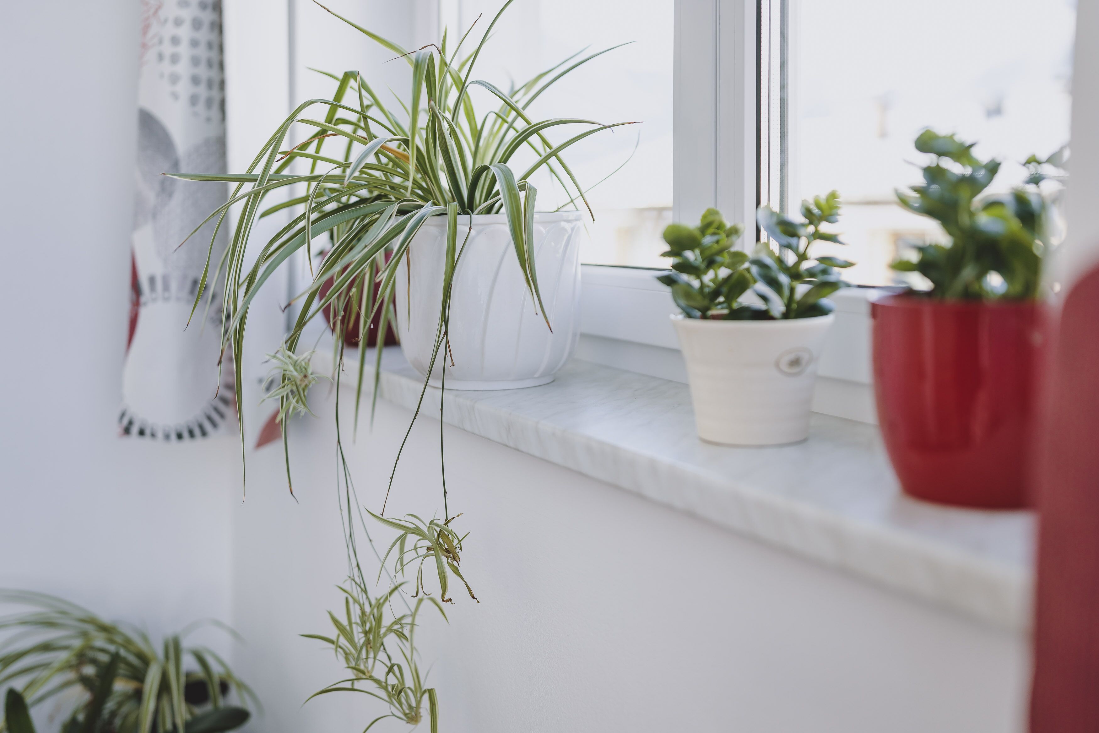 Un alféizar con varias macetas de plantas.