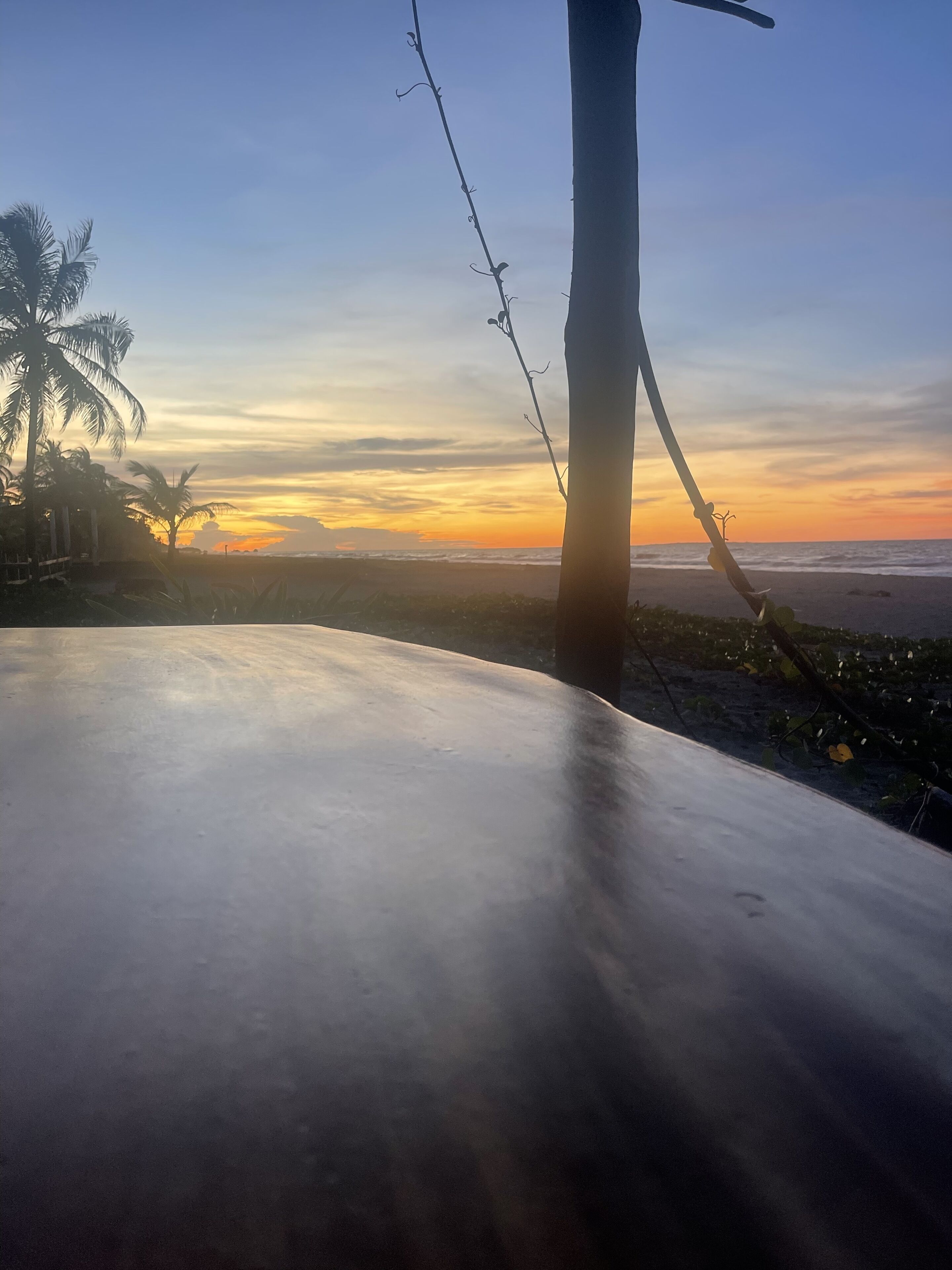 A beach view with a palm tree and a barbed wire fence.