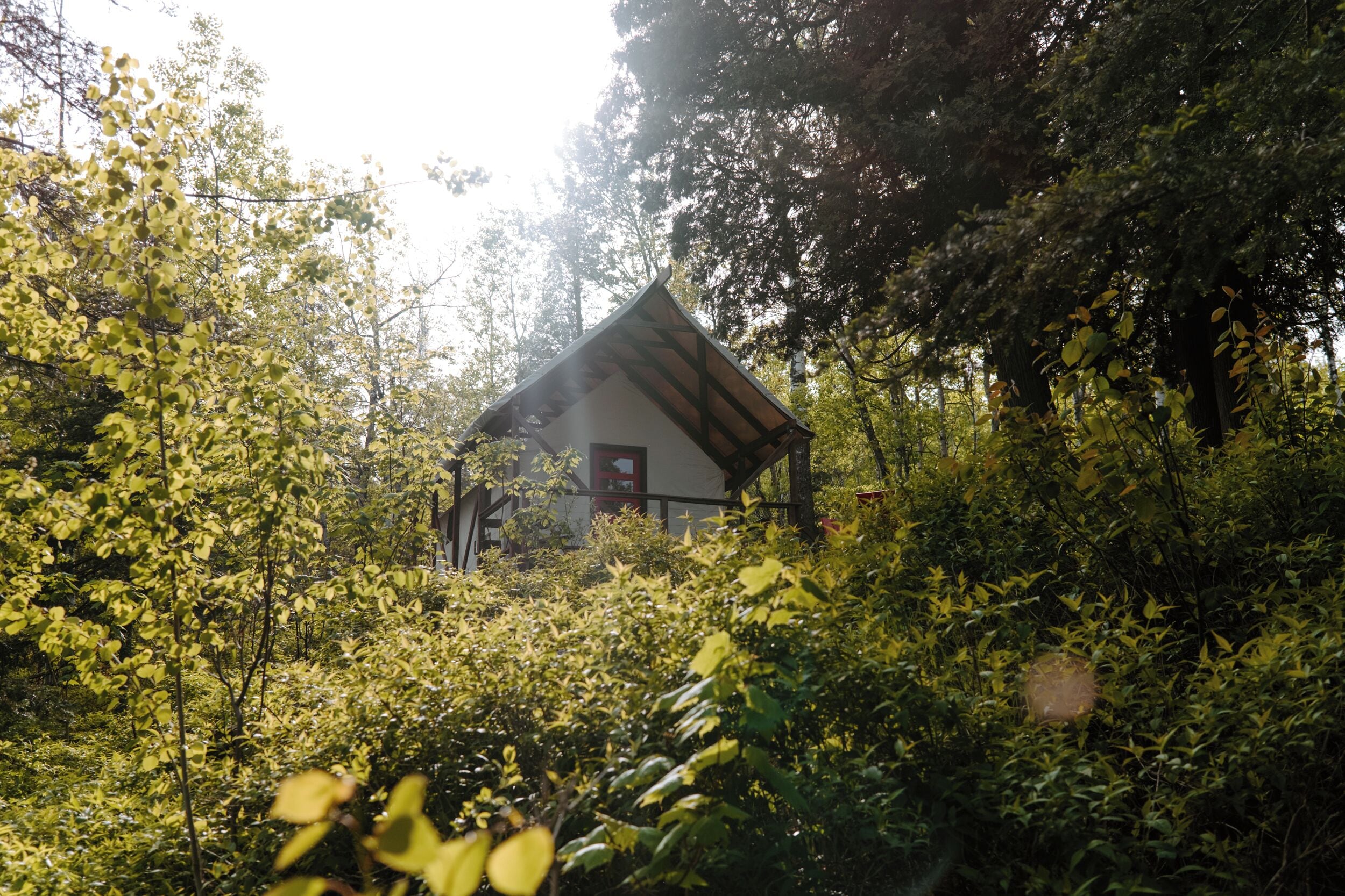 Un chalet rustique entouré d’une végétation luxuriante.
