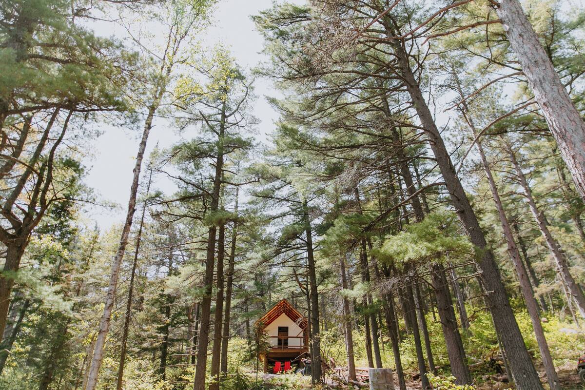 A cabin surrounded by tall pine trees in a forest.