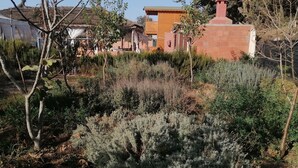 A garden area with various shrubs and trees, a brick wall, and a wooden structure in the background.