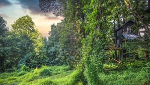A rustic cabin surrounded by dense forest.