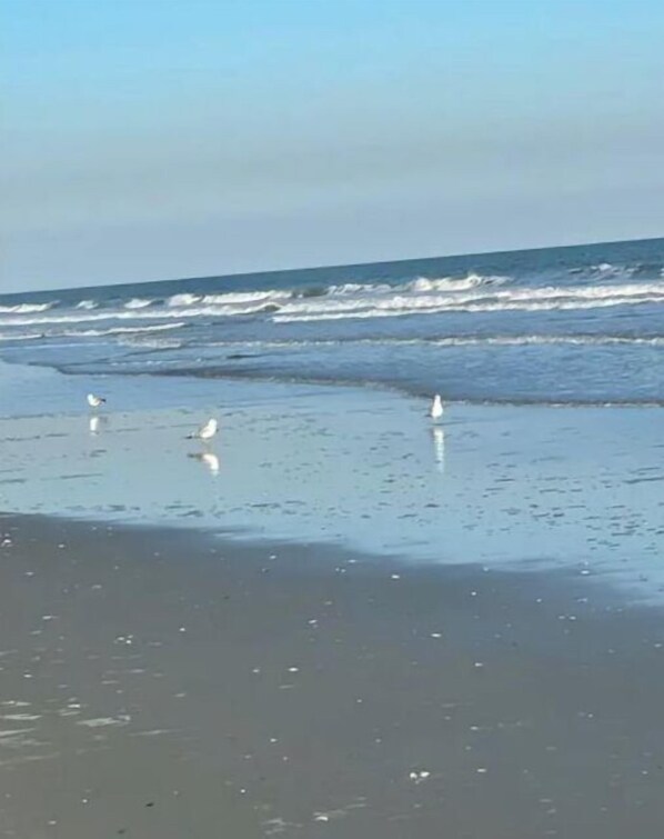 Enjoy a serene beach experience with gentle waves and seagulls on the shore.