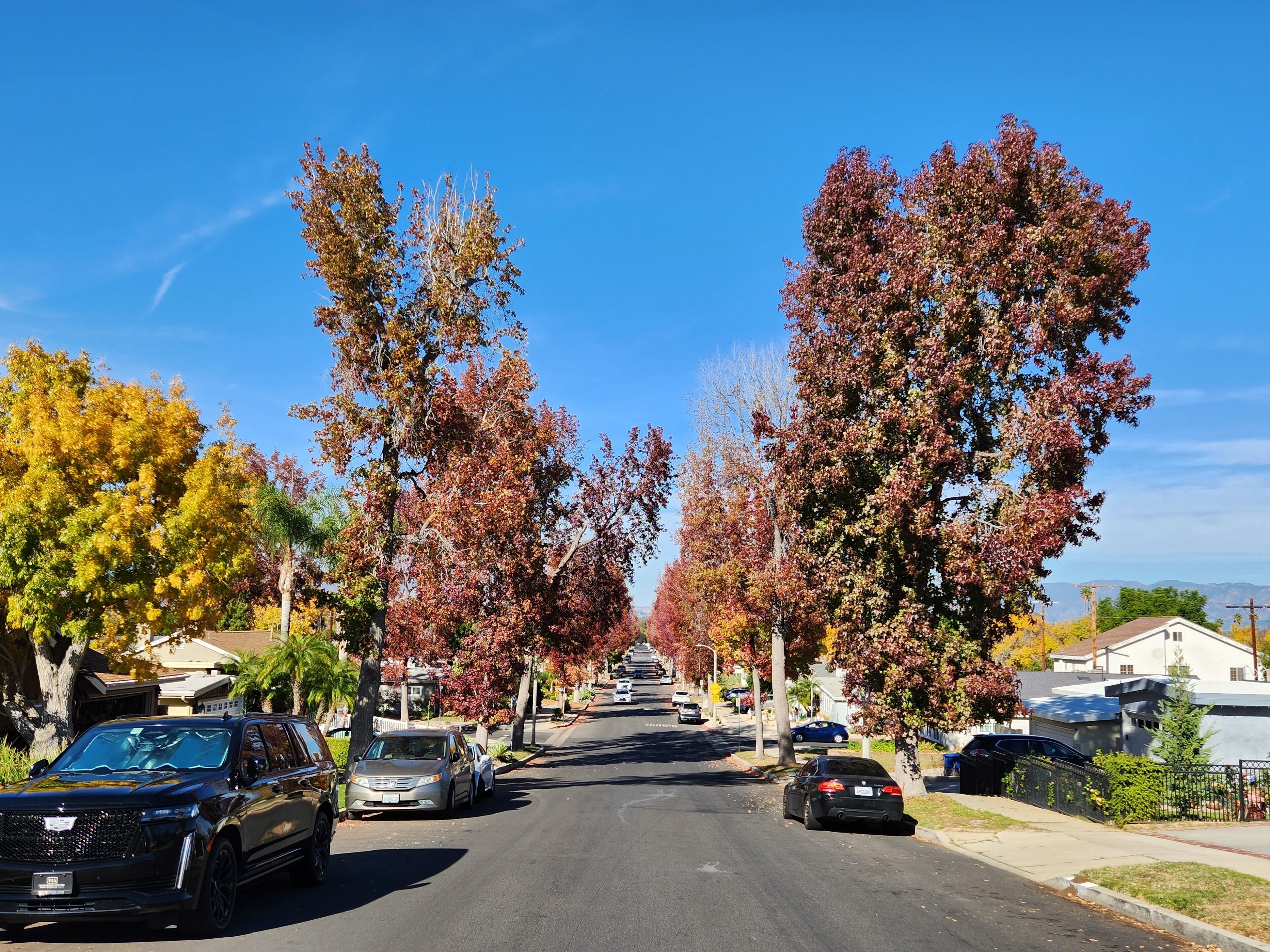 Een woonstraat met bomen in herfstpracht.