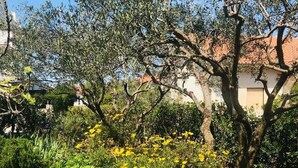 A garden with olive trees and yellow flowers, a stone pathway, and a building in the background. - The whole Mario's house for rent (Jelsa)