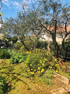 Property grounds - The whole Mario's house for rent (Jelsa)