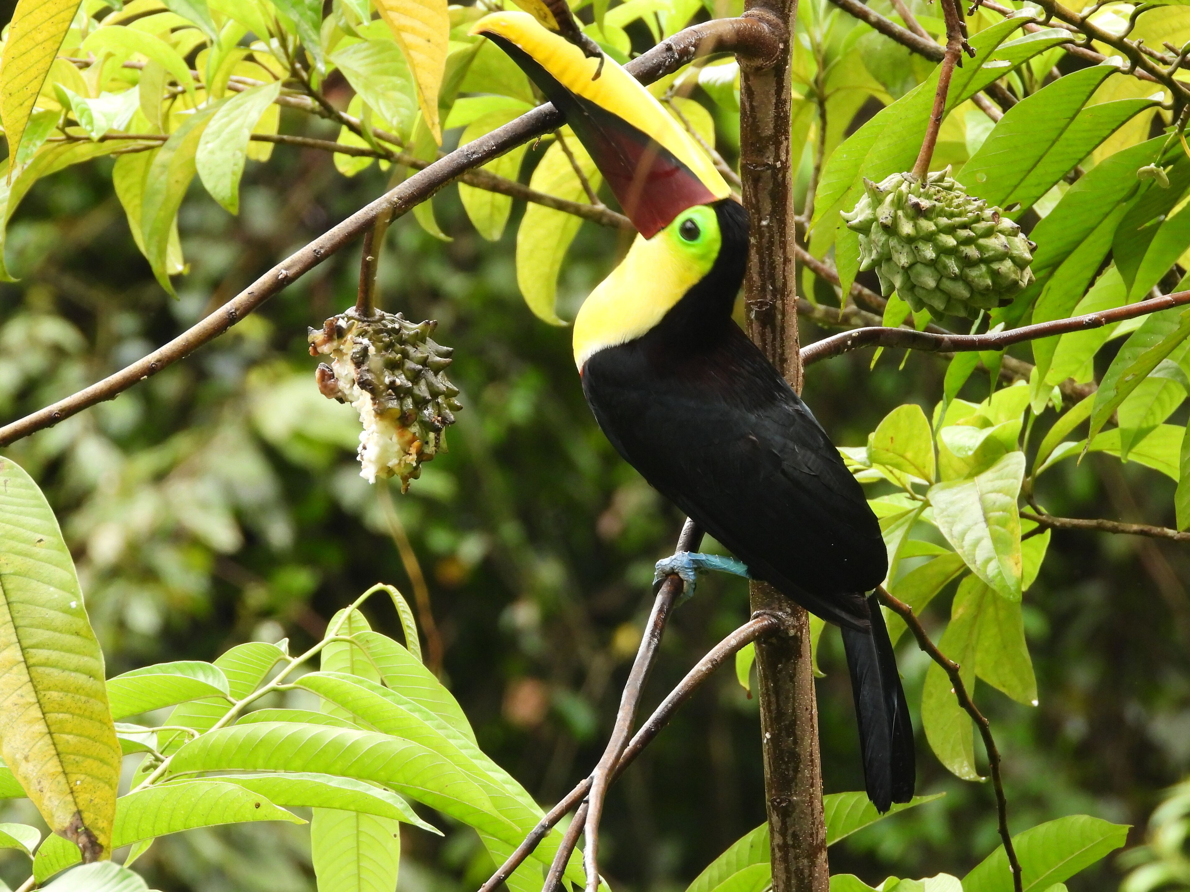 A toucan perched on a tree branch with green leaves and a fruit.