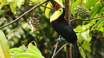 A toucan perched on a tree branch with green leaves and a fruit.