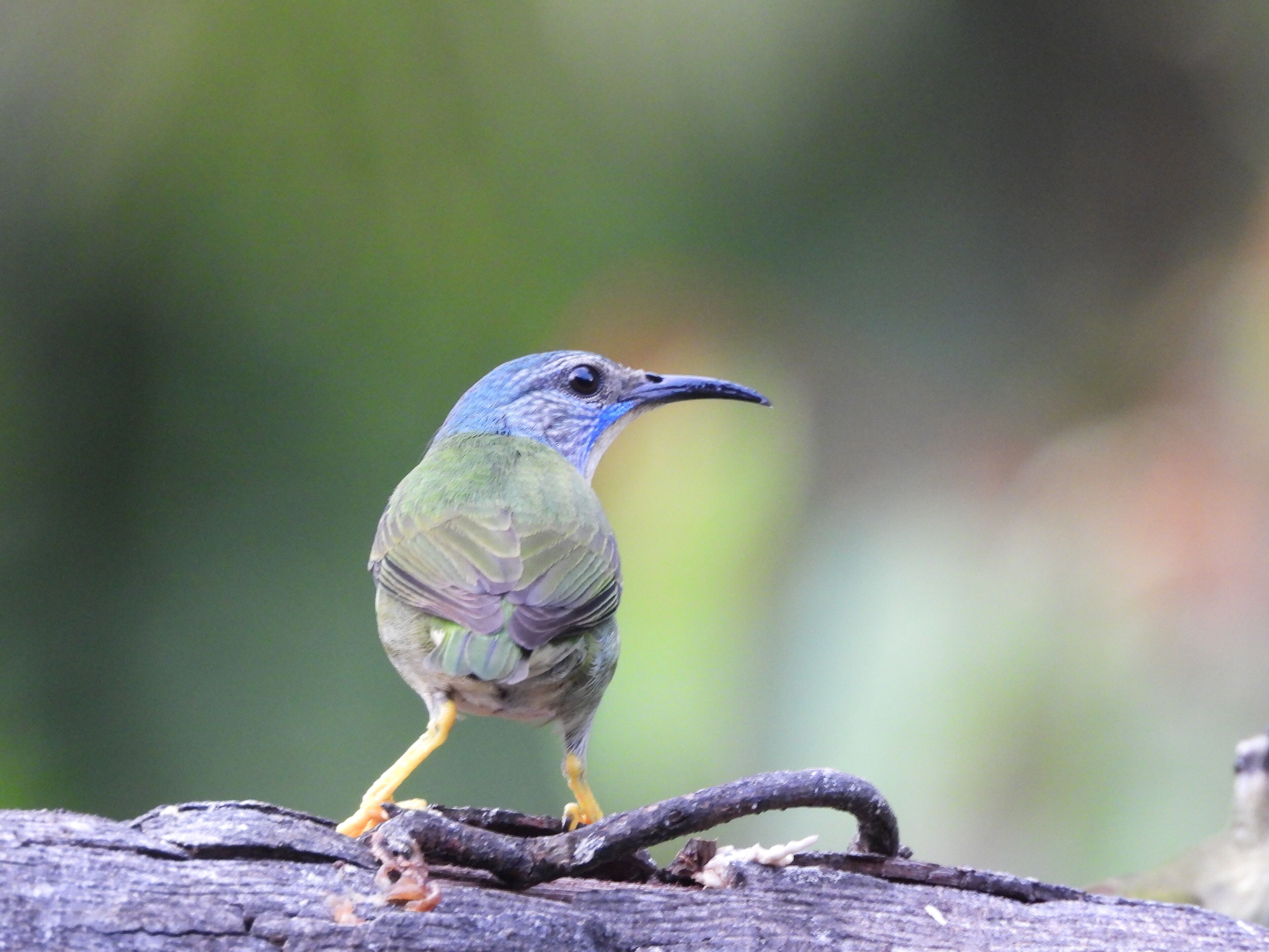 A bird perched on a branch.