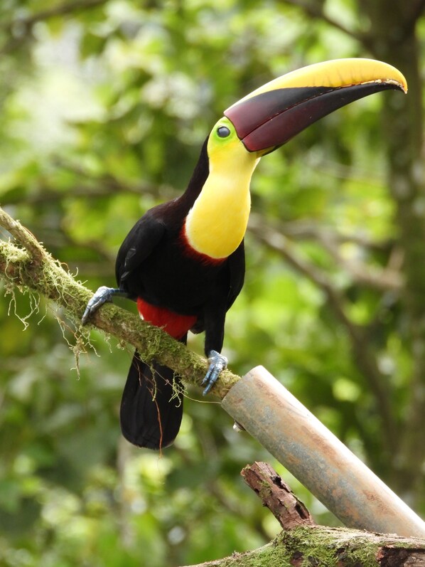 A toucan perched on a moss-covered branch. - Esquipulas Rainforest (San Lorenzo)