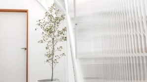 A minimalist room with a white door, a potted plant, and a white textured wall. - Ling Inn (Kaohsiung)