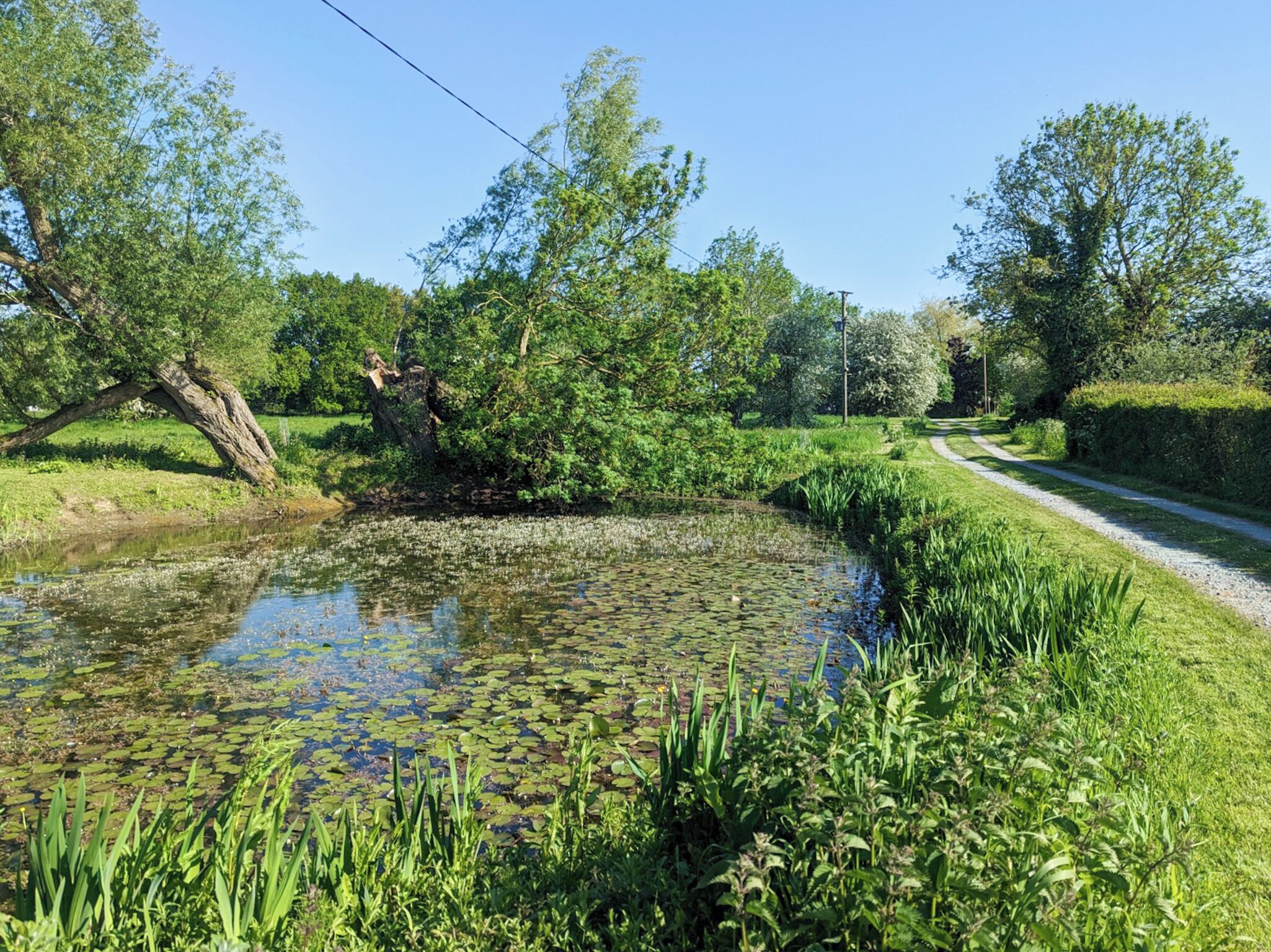 A natural landscape with a pond, greenery, and a path.