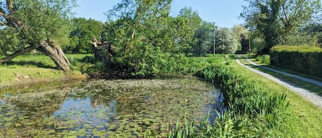 Et naturligt landskab med en sø, grøn vegetation og en sti.
