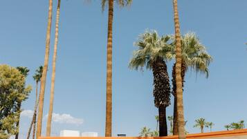 A modern building with tall palm trees, large windows, and a well-maintained lawn.