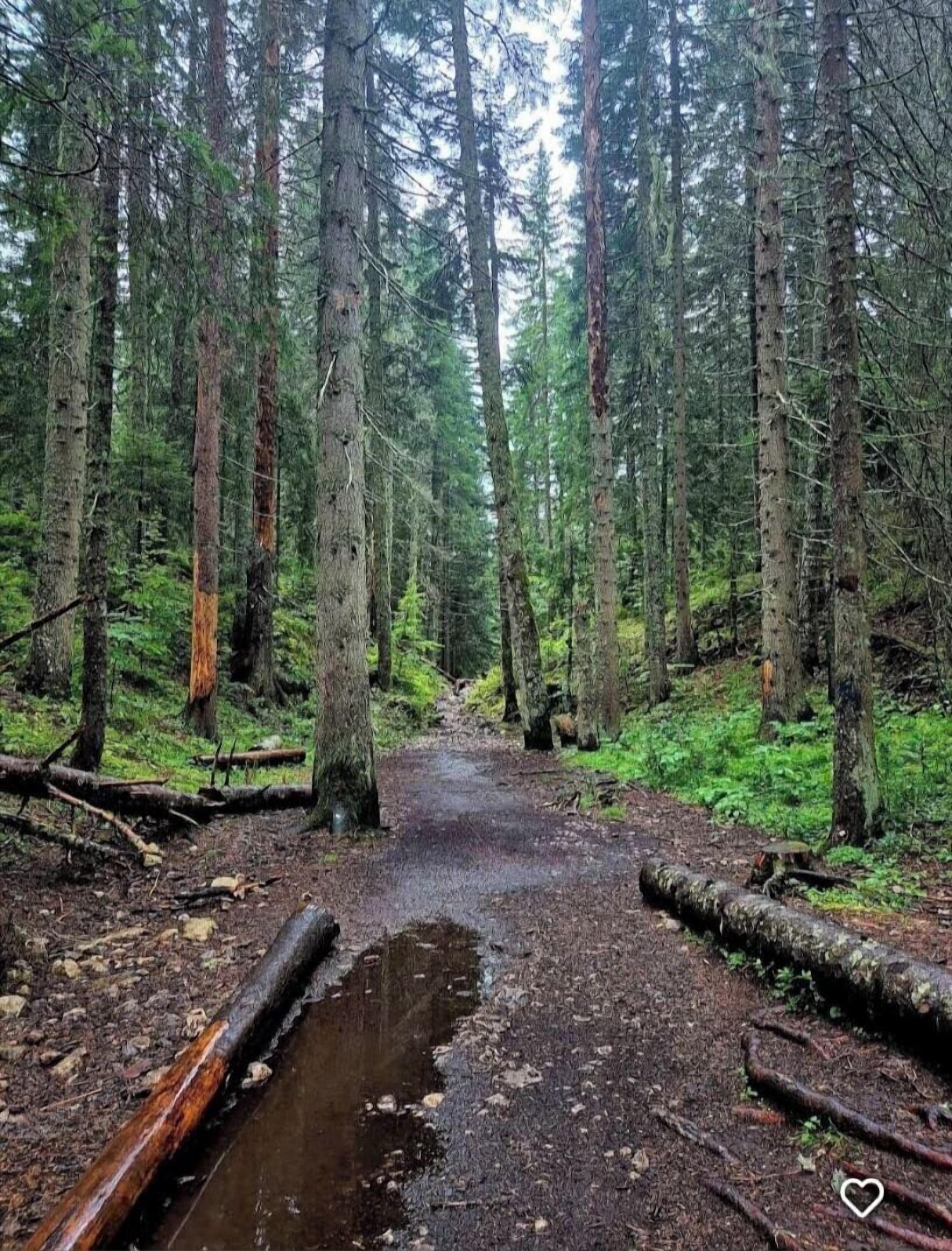 Un sentier forestier avec un chemin boueux et un petit ruisseau.