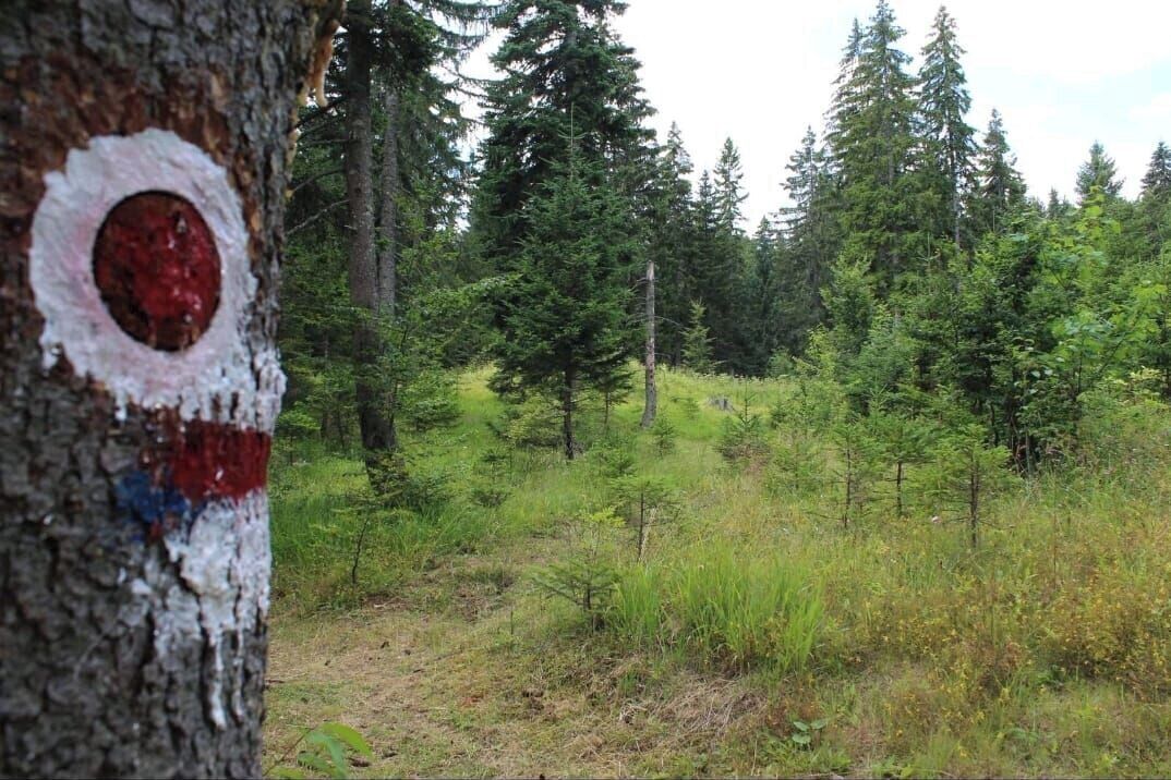 Ein bewaldetes Gebiet mit einem Baum, der mit einem roten und weißen Kreis markiert ist.