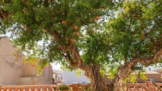 A tree with pomegranates on a rooftop terrace with potted plants and a brick wall. - Rustic house with fireplace and wifi (Nigüelas)