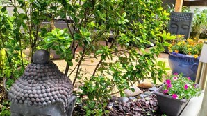 A Buddha statue surrounded by lush greenery and potted plants. - HOTEL RESTAURANT HERARD  (Bourbonne-les-Bains)
