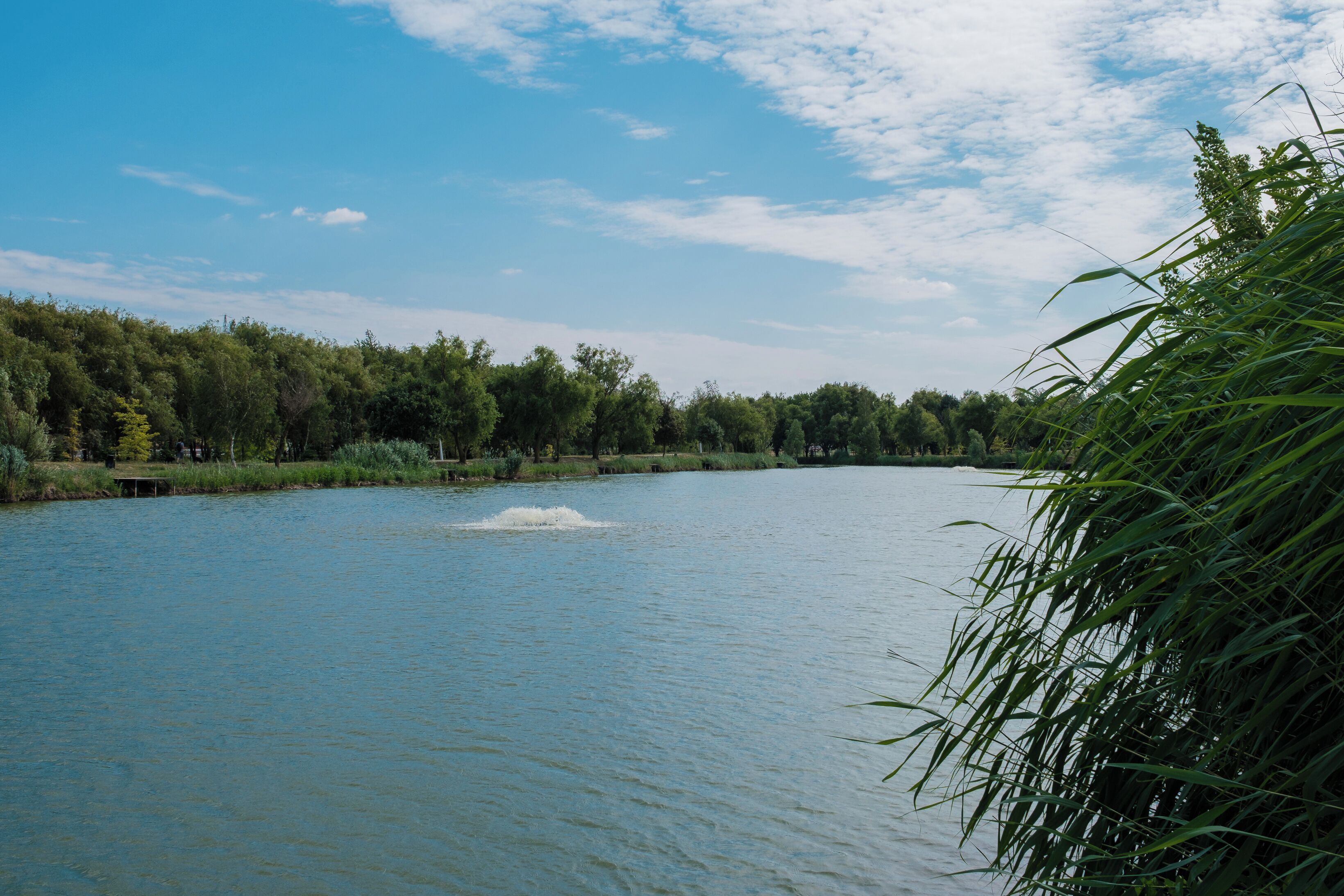 Un río con estela, rodeado de abundante vegetación y árboles.