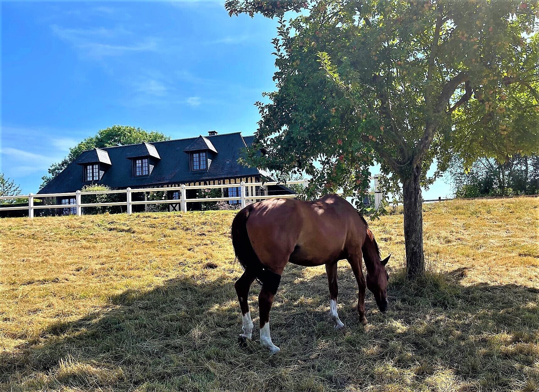 A horse grazing near a tree in a grassy field with a white fence and a house in the background.