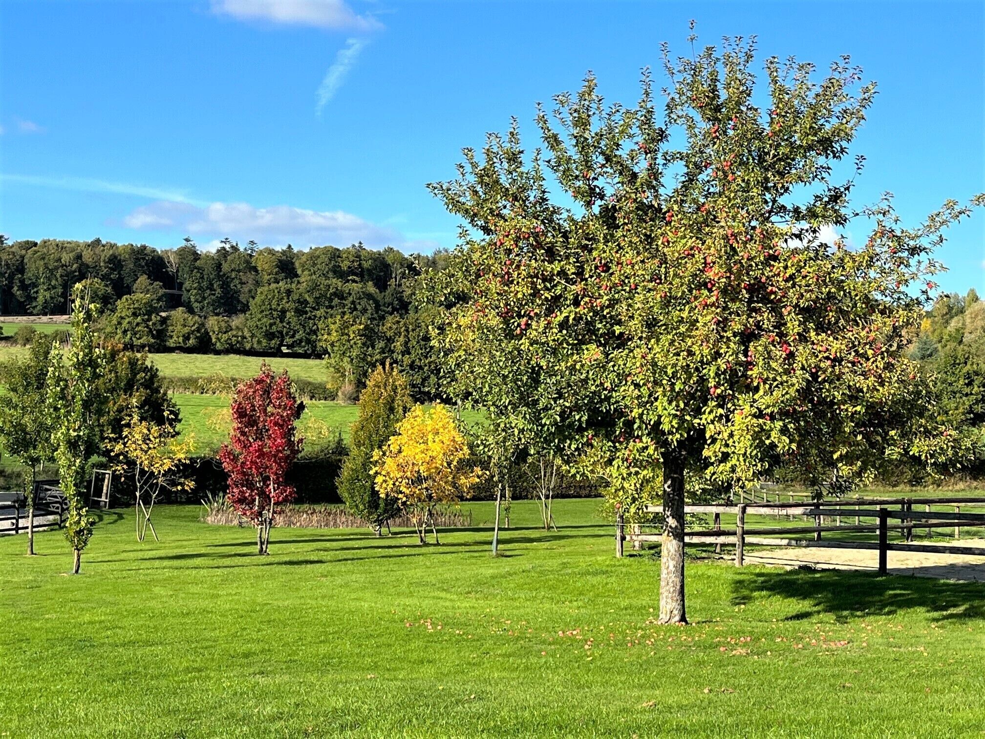 A grassy field with several trees and a wooden fence.