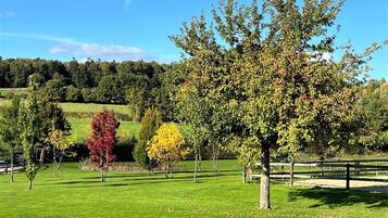 A grassy field with several trees and a wooden fence.