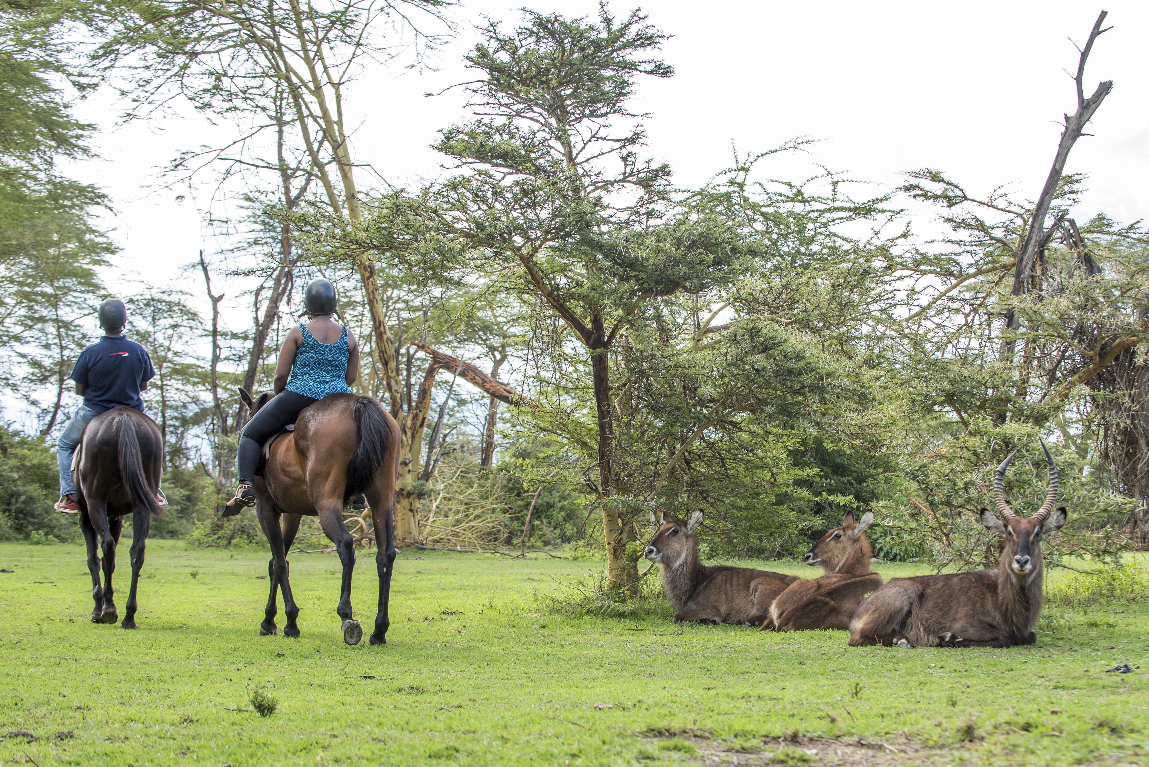 Paisagem natural com um cavalo, um cavaleiro e um grupo de antílopes em um campo gramado.