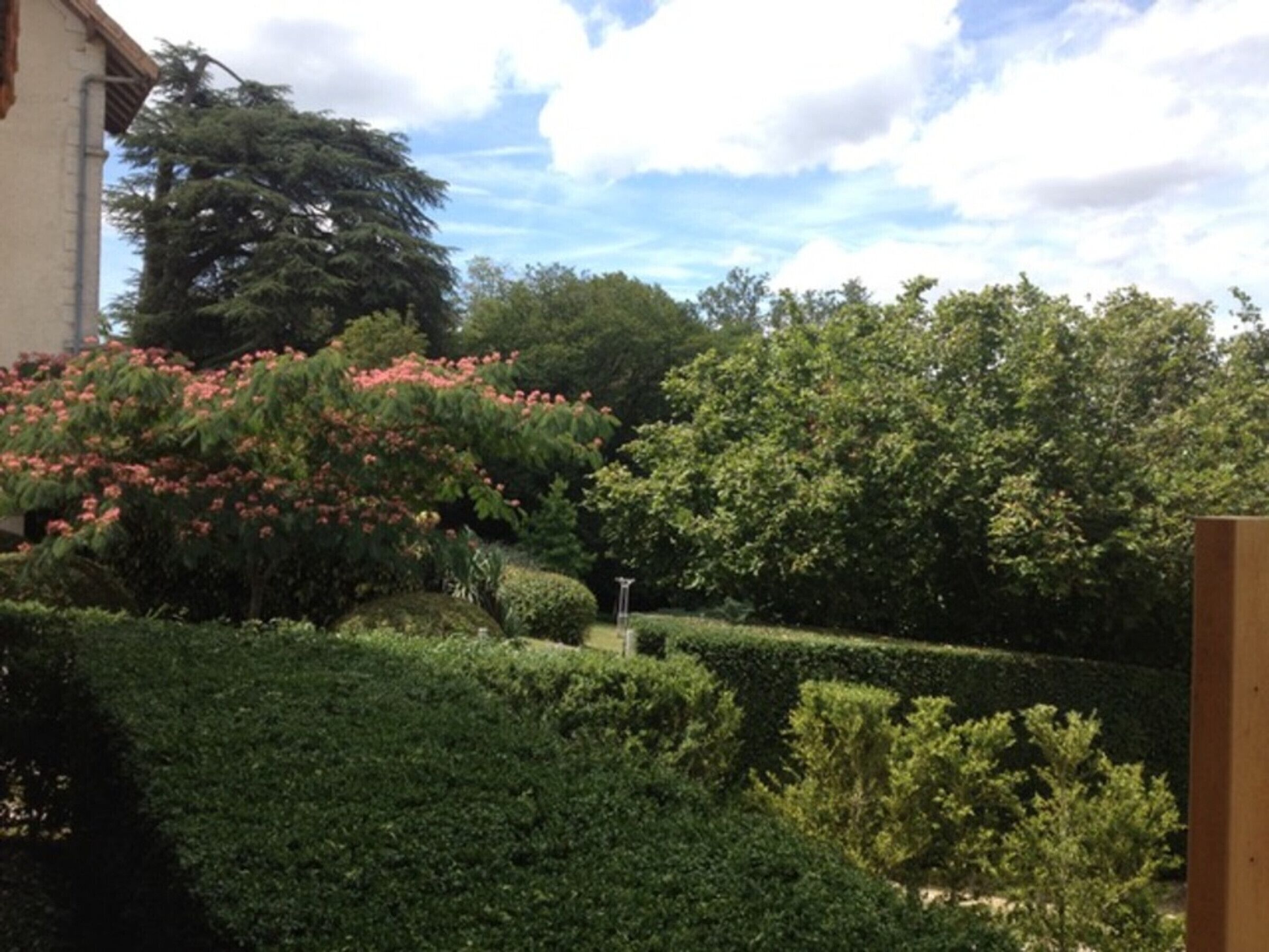 Un jardín bien cuidado con diversos arbustos y un árbol alto.