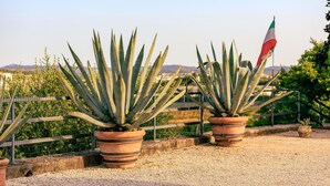 Des agaves en pot, avec un drapeau en arrière-plan.
