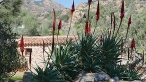 Un jardín desértico con plantas de agave y un edificio de piedra al fondo.