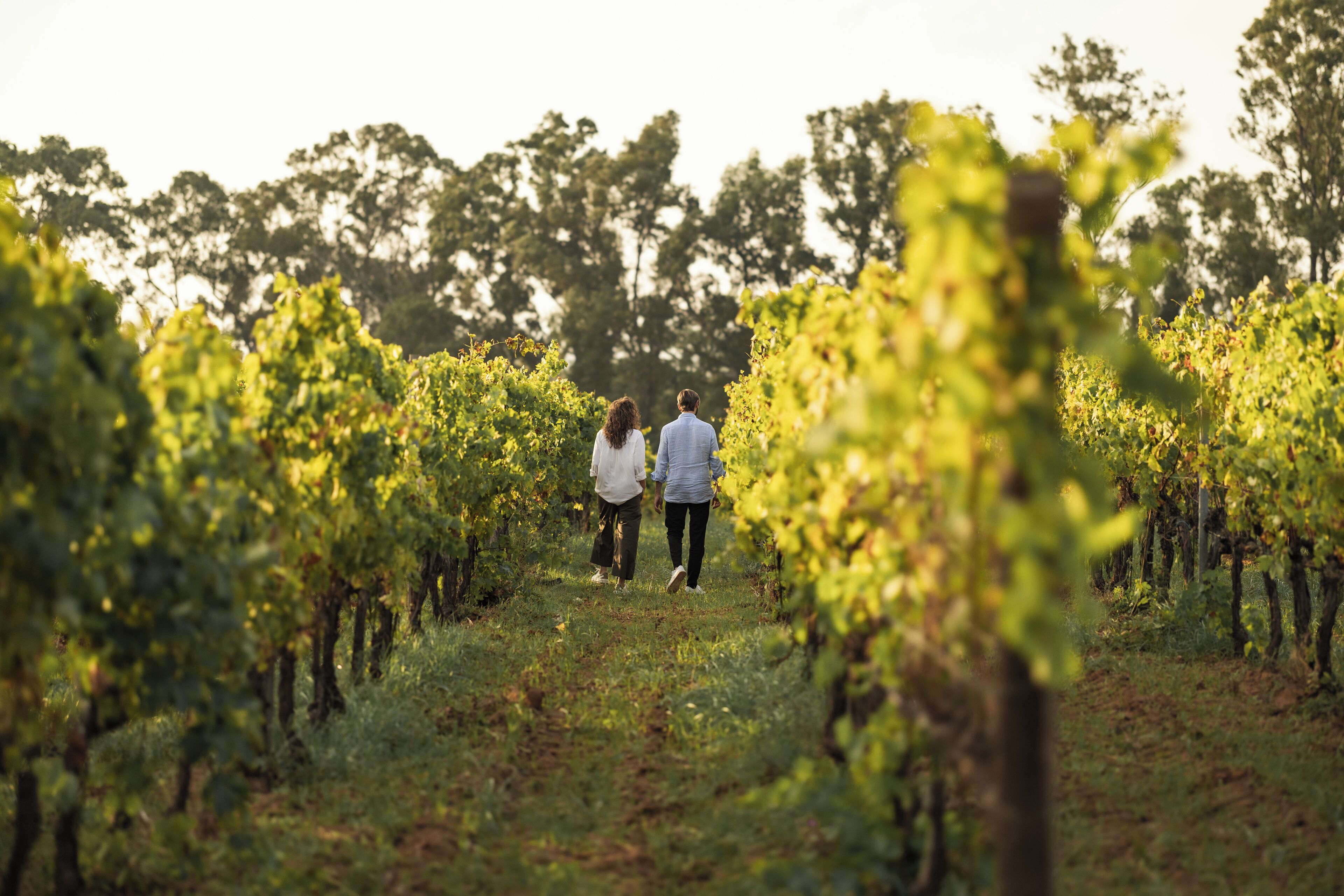A vineyard with rows of grapevines and two people walking through it.