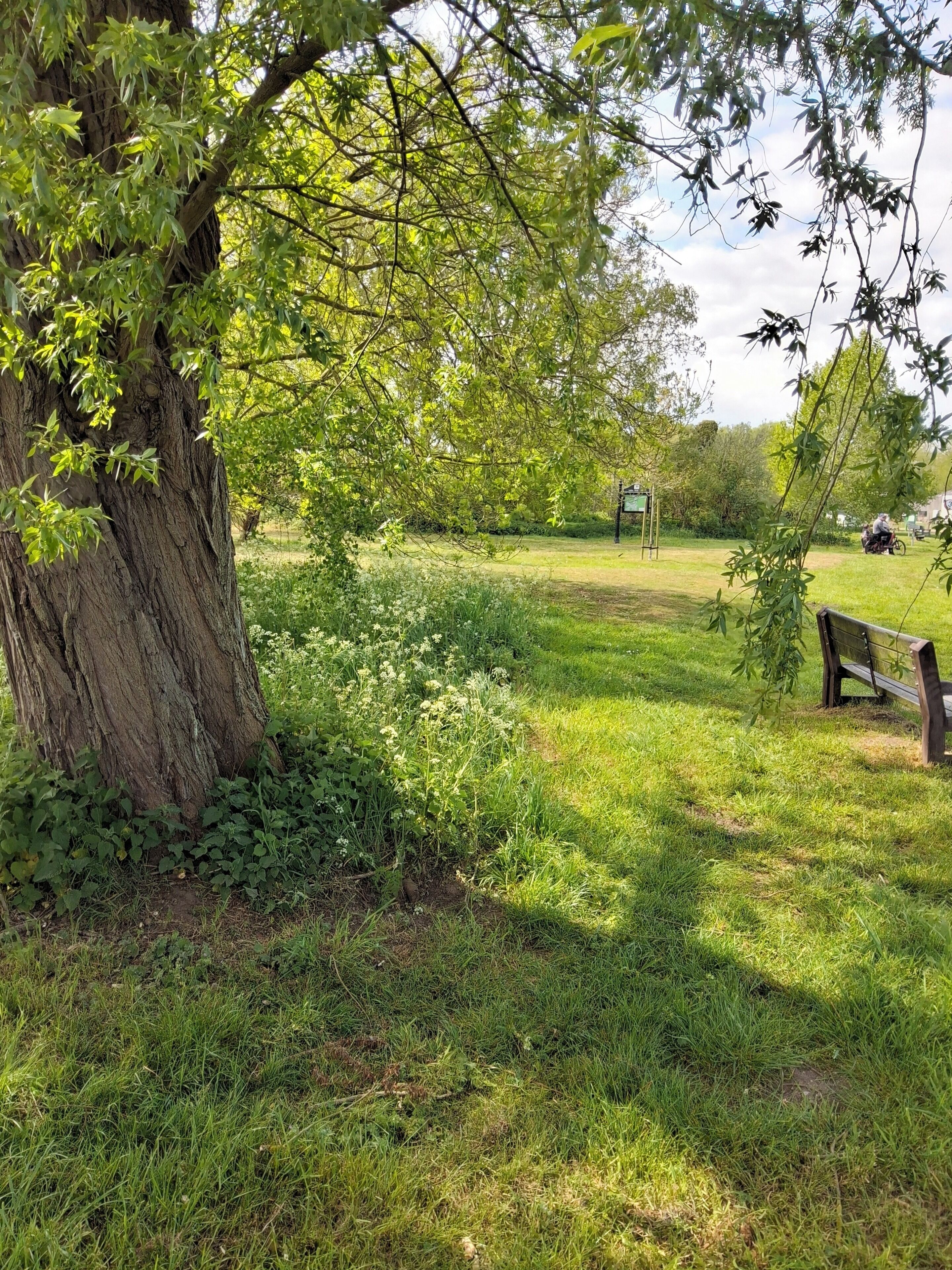 Un parc avec un grand arbre, une pelouse et un banc.