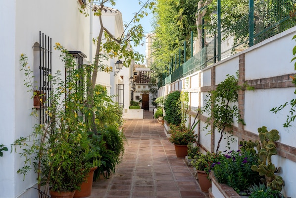 A narrow alleyway with potted plants and a cactus wall.