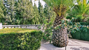 A well-maintained garden with a variety of trees, including a prominent palm tree with coconuts, a neatly trimmed hedge, and a stone wall.