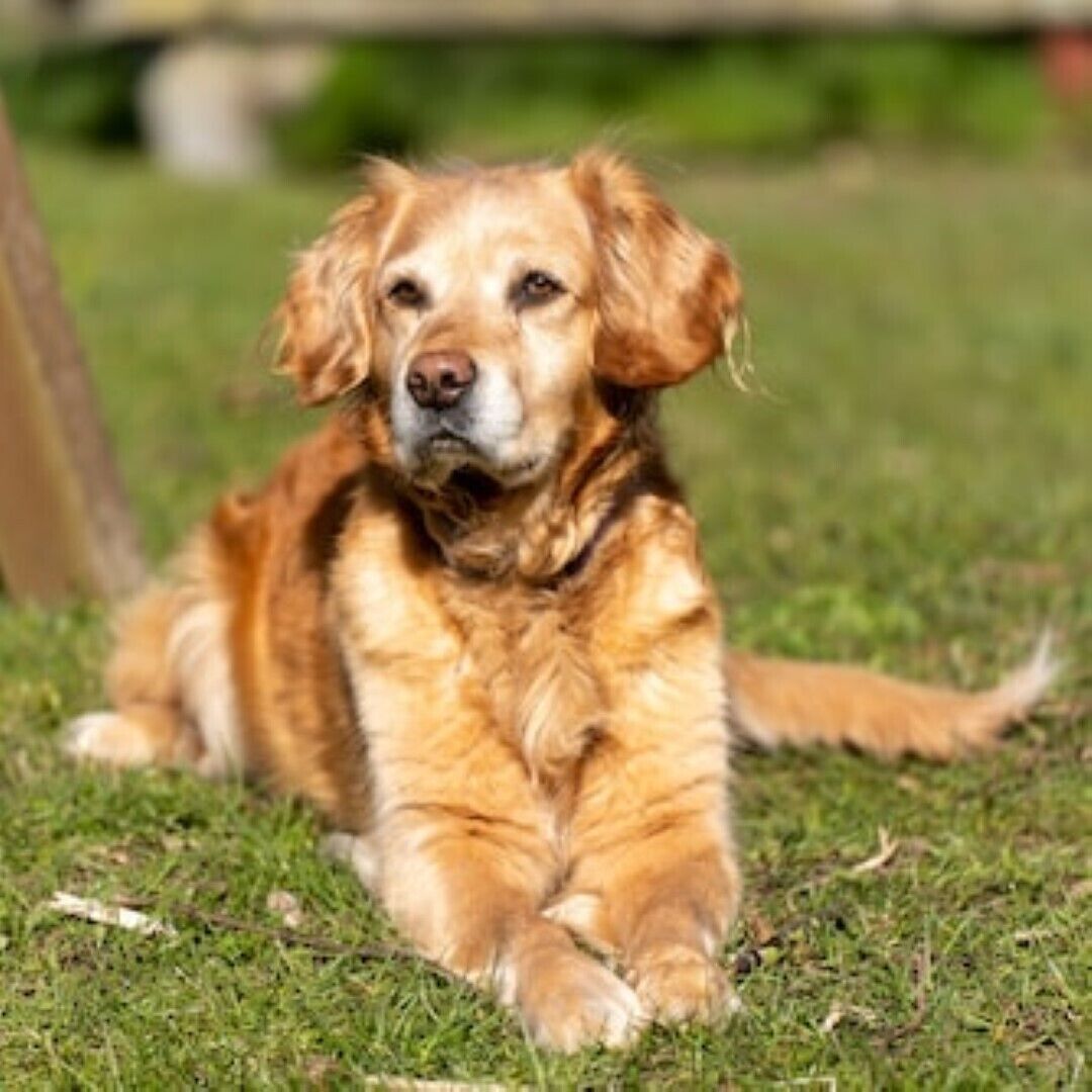 Un perro descansando sobre la hierba.