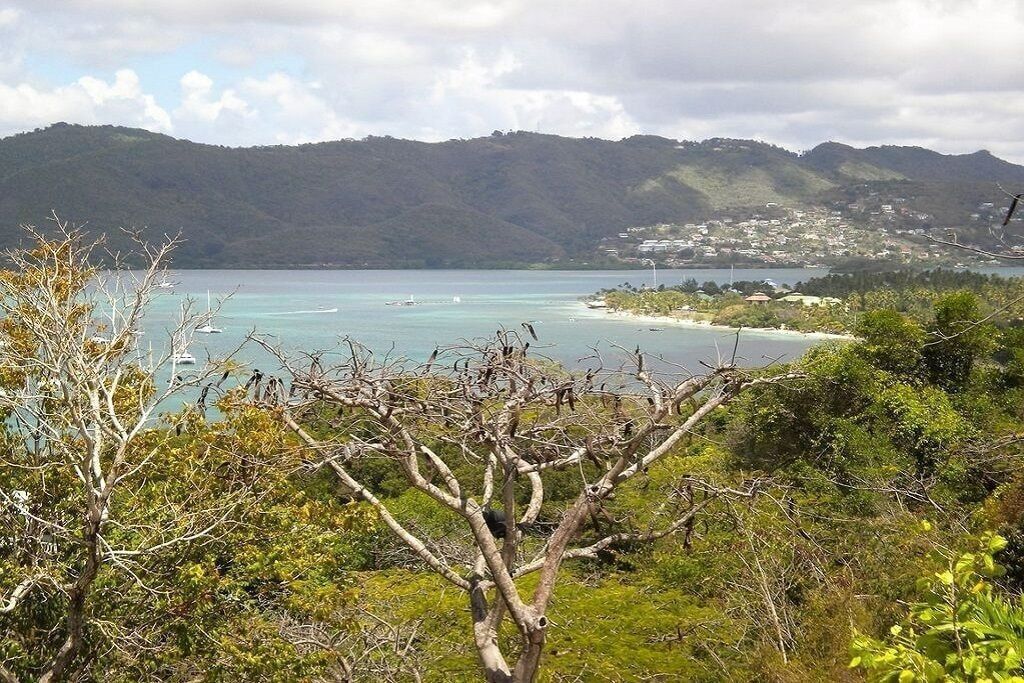 A coastal landscape with a view of the sea, a tree in the foreground, and a distant town.