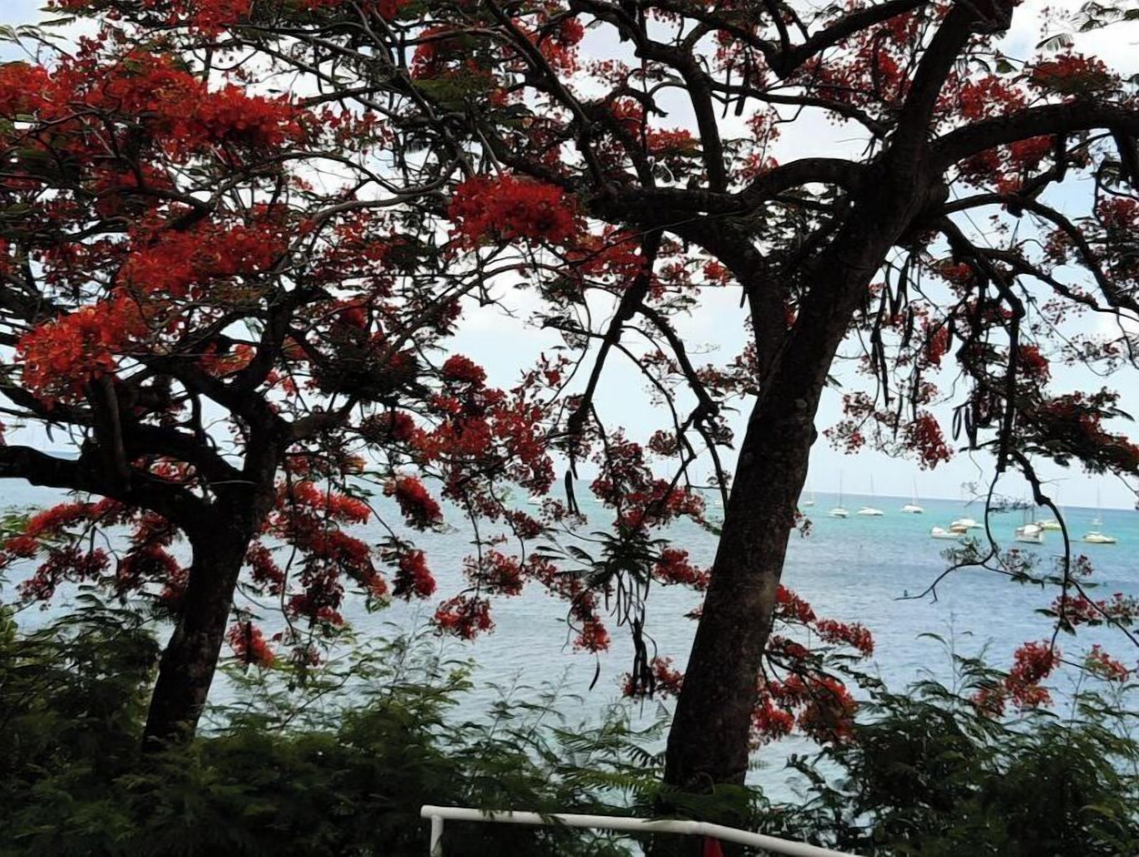 Eine Küstenlandschaft mit Bäumen, die rote Blüten tragen, und Blick auf das Meer mit Booten.