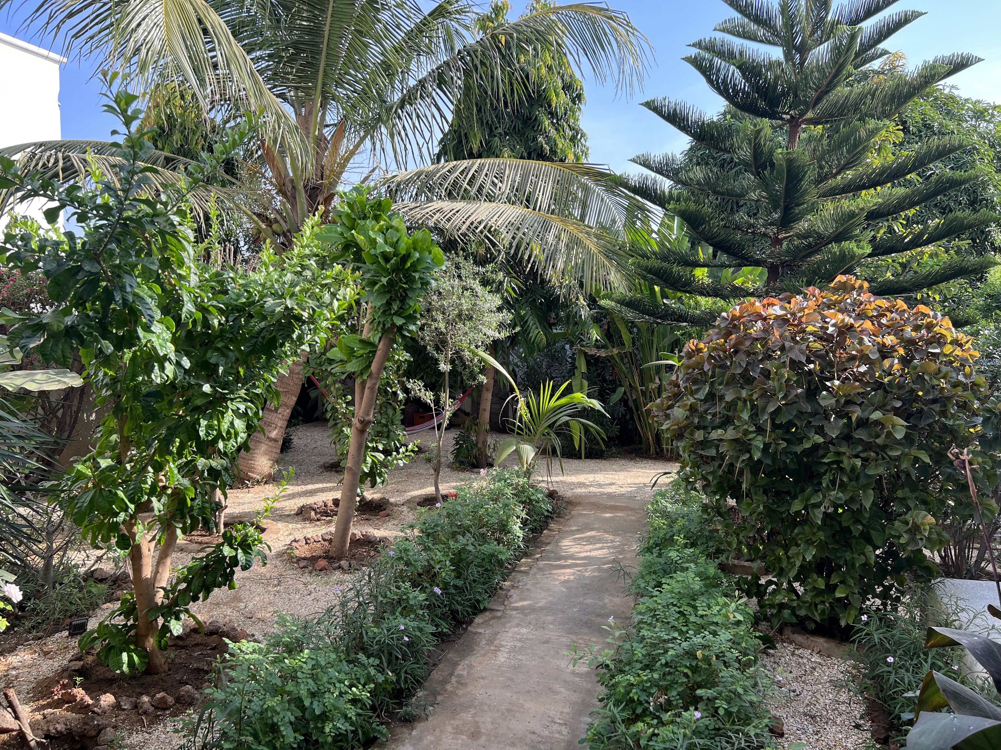 A garden with a gravel path, various plants, and a hammock.
