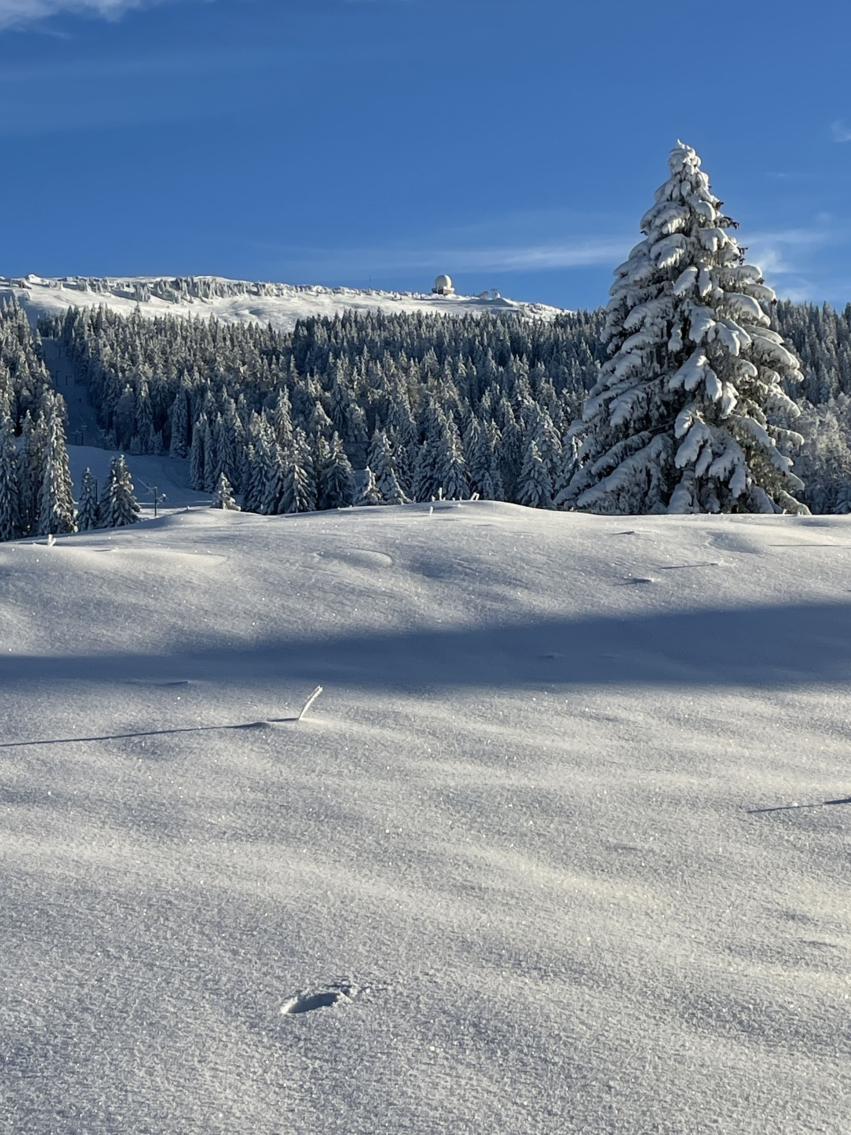 Un paysage enneigé, avec un ciel dégagé, un arbre recouvert de neige et une forêt en arrière-plan.