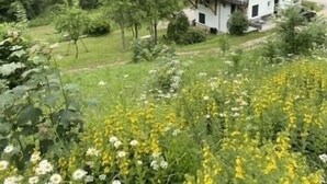 Una casa de dos pisos con techo inclinado, rodeada de un paisaje verde exuberante y una colina boscosa al fondo.