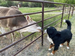 A dog interacting with a cow through a metal fence in a grassy area. - Upper Ranch - 100 Acre Mountain Views (Whitehall)