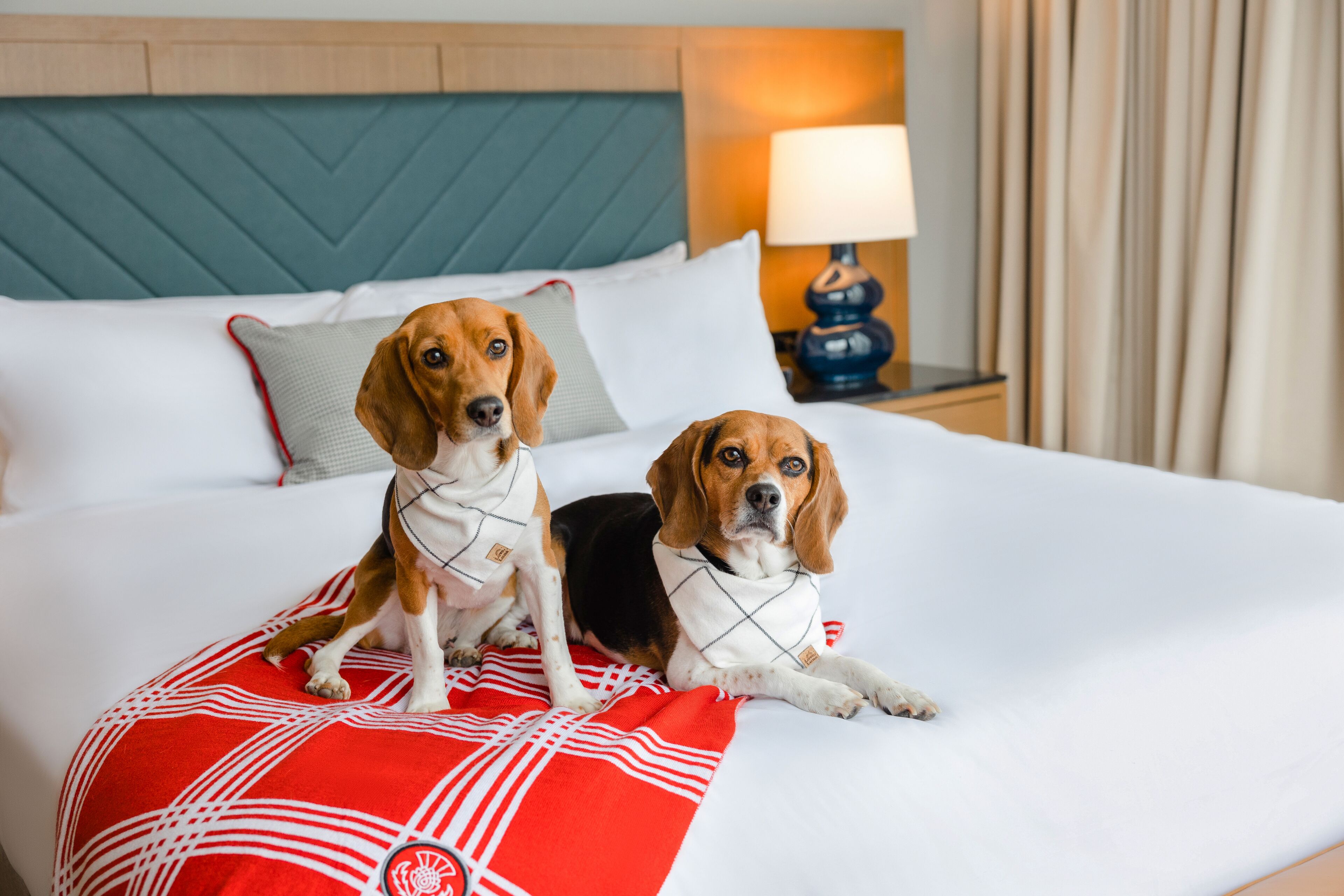 Premium bedding, down duvets, in-room safe, desk