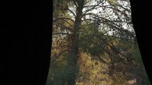 A room with a bed, a window, and a view of a fenced outdoor area with trees and a dirt path. - Pulso Valle de Guadalupe (Valle de Guadalupe)